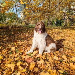 Pavel Skarynka - Biuro Projektowe Instalacji Elektrycznych Warszawa