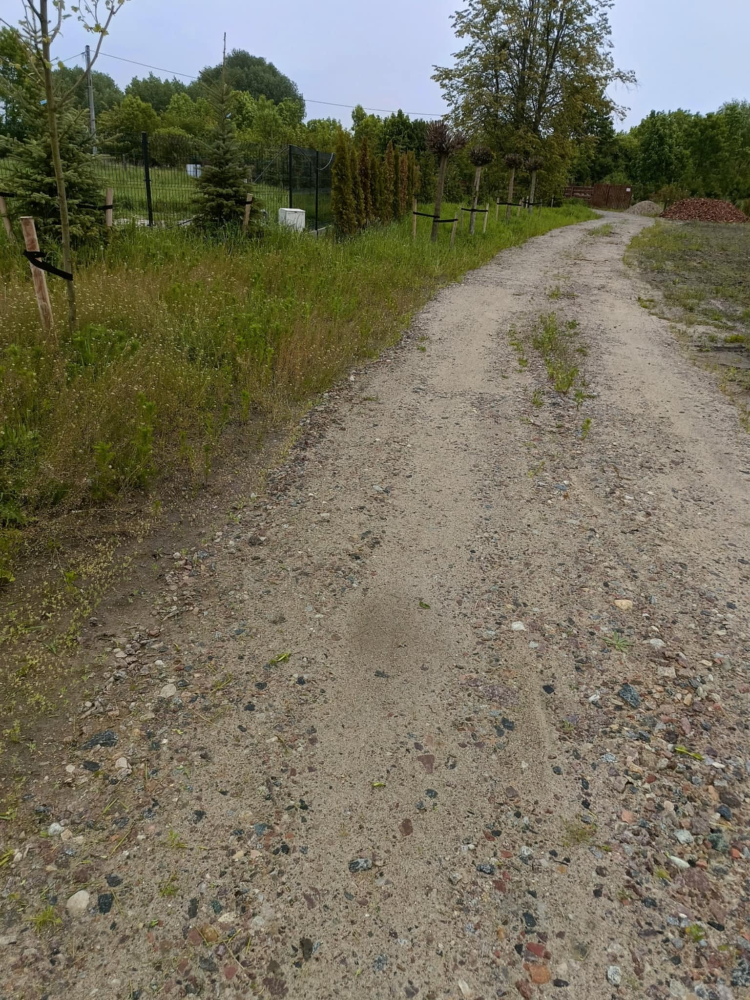 Ujęcie gruntowej drogi w ogrodzie z młodymi drzewkami i tujami wzdłuż ogrodzenia. Widoczne kamienie i piasek na drodze, zieleń po bokach. Zdjęcie 'przed' pracami.