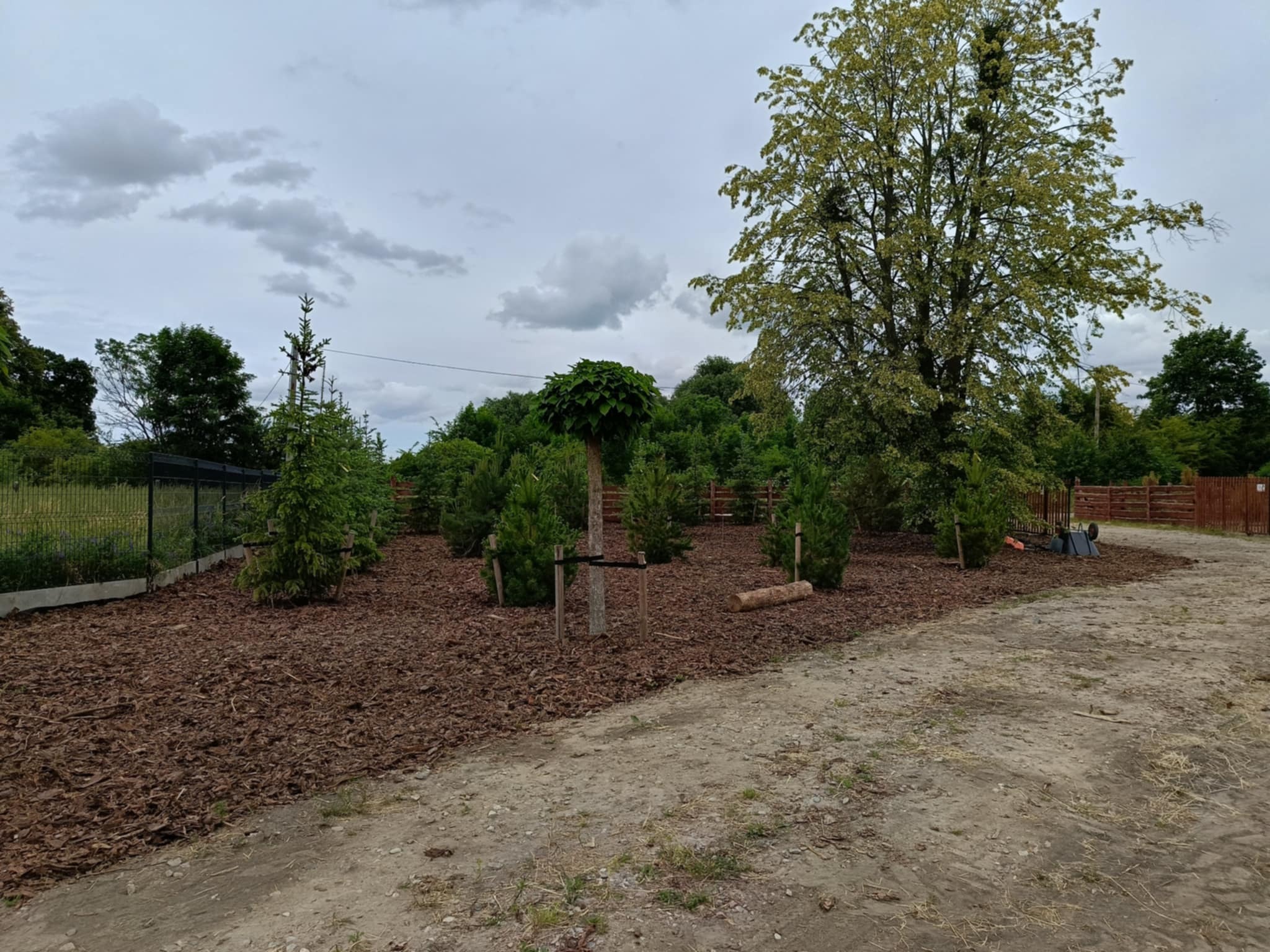 Aranżacja ogrodu w Iławie: drzewa iglaste i liściaste, kora na rabatach, drewniany płot w tle. Widok po realizacji.