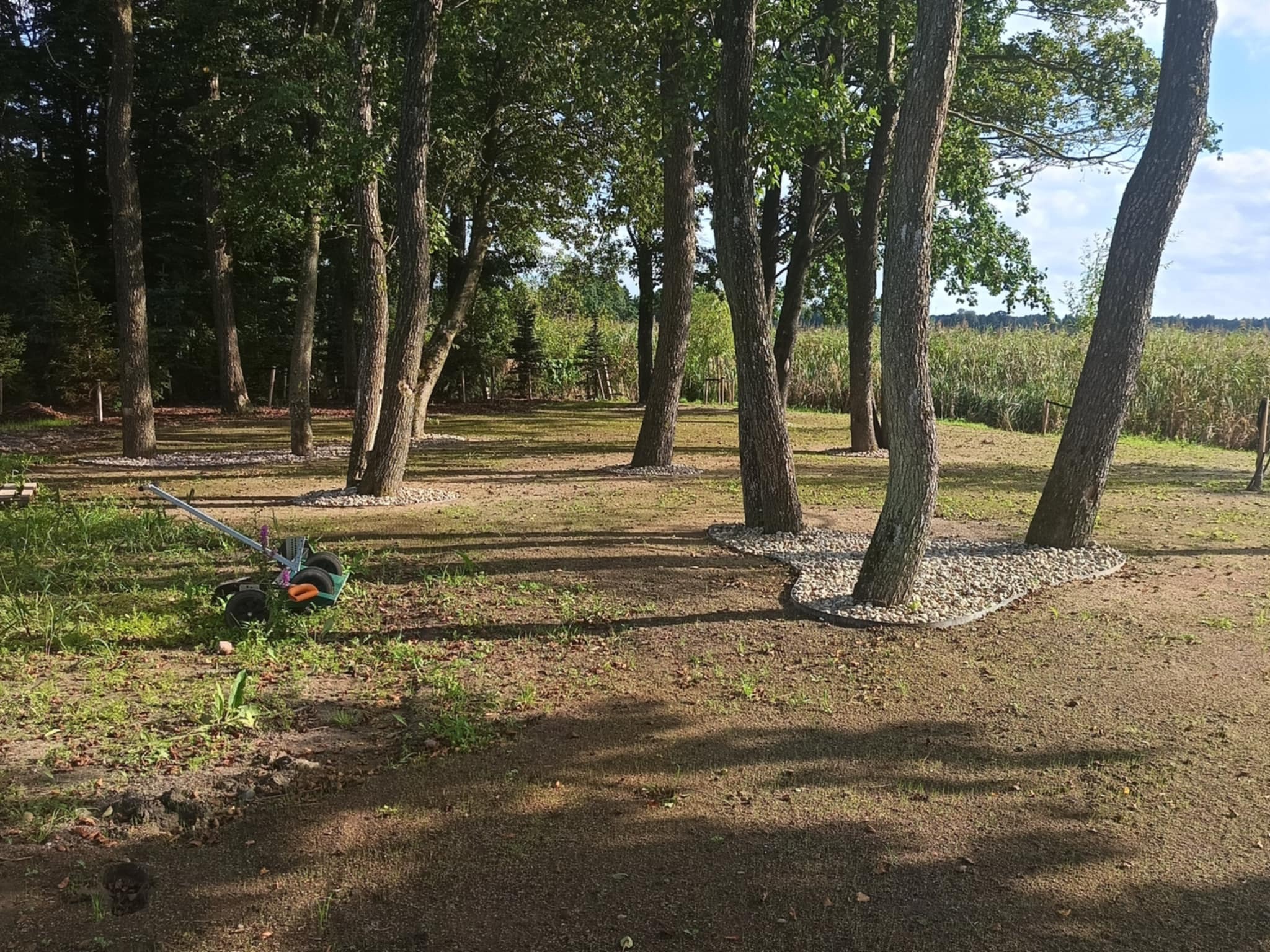 Uporządkowany teren z drzewami, otoczonymi kamieniami, po wykonanych pracach. W tle widoczne trzciny i niebo. W lewym dolnym rogu wózek ogrodowy.