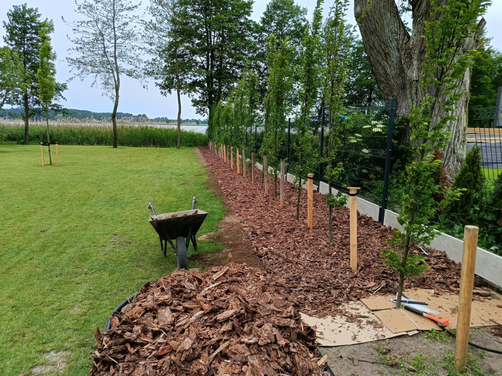 Świeżo posadzone drzewka wzdłuż ogrodzenia, wyściółkowane korą. Taczka i narzędzia ogrodnicze obok. Widok na jezioro w tle. Prace ogrodowe w toku.