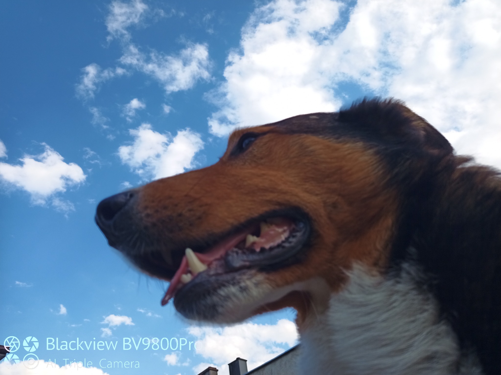 Pies rasy owczarek szkocki długowłosy z otwartym pyskiem, sfotografowany pod kątem, na tle błękitnego nieba z białymi obłokami. Widoczny fragment dachu budynku.