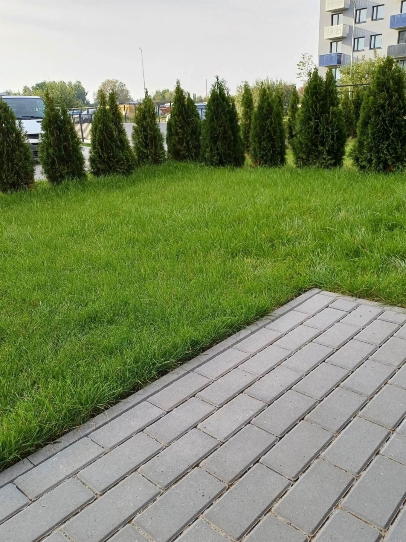 Równy trawnik z rzędem tuj przy chodniku z kostki brukowej, na tle budynku mieszkalnego i zaparkowanego samochodu. Zieleń miejska.