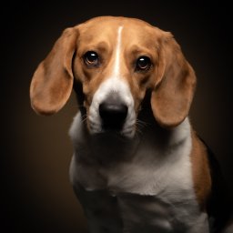 Krełowski Foto-Art - Portret psa rasy Beagle na ciemnym tle, z uwzględnieniem detali sierści i wyrazistych oczu. Profesjonalne oświetlenie podkreśla trójkolorowe umaszczenie.