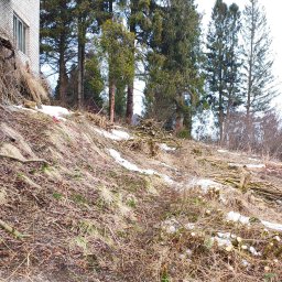 Teren po wycince drzew: ścięte pnie, gałęzie i resztki drewna na zboczu, fragment budynku z cegły w tle, resztki śniegu. Widok po zakończonych pracach.