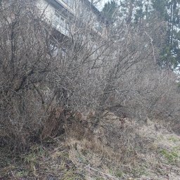 Zarośnięty krzewami teren przed budynkiem z cegły, widoczne suche trawy i drzewa w tle. Krajobraz zaniedbanego ogrodu przed sezonem wegetacyjnym.