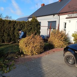 Usługi czyszczące Ziela - Osoba w ogrodzie przycina krzew ozdobny elektrycznymi nożycami, na tle żywopłotu i zabudowań. Ścinki leżą na kostce brukowej.