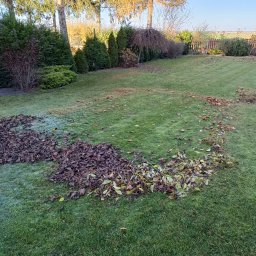 Usługi czyszczące Ziela - Jesienne grabienie liści na trawniku, z kupką brązowych liści i śladami po grabieniu. W tle drzewa i krzewy, błękitne niebo. Porządkowanie ogrodu.
