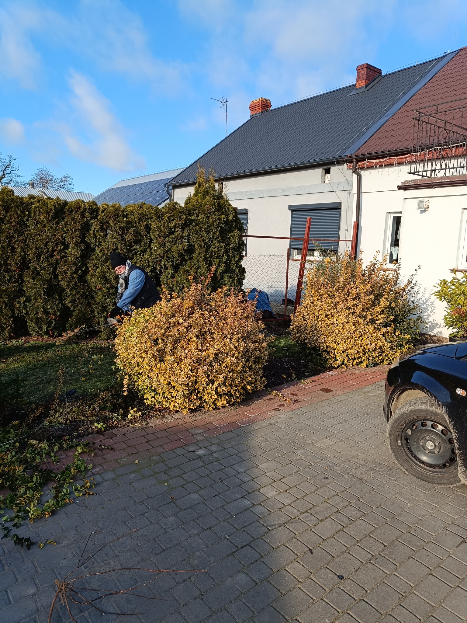 Osoba w ogrodzie przycina krzew ozdobny elektrycznymi nożycami, na tle żywopłotu i zabudowań. Ścinki leżą na kostce brukowej.
