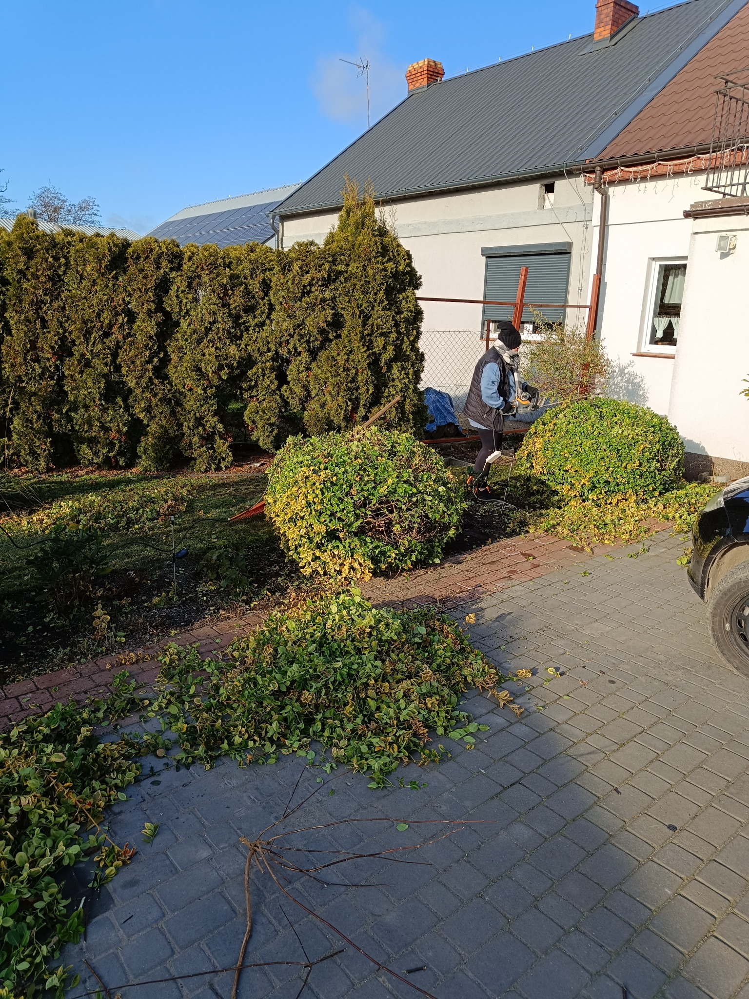 Osoba w ogrodzie przycina krzewy elektrycznymi nożycami. Wokół leżą obcięte gałęzie. W tle dom z panelami słonecznymi i wysoki żywopłot.