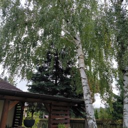 Wycinka brzozy pochylonej nad tarasem (przed)
