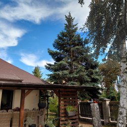 Wycinka brzozy pochylonej nad tarasem (po).