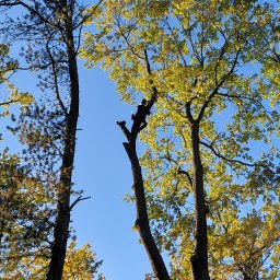 Wycinka dębu pochylonego nad liniami energetycznymi (przed).