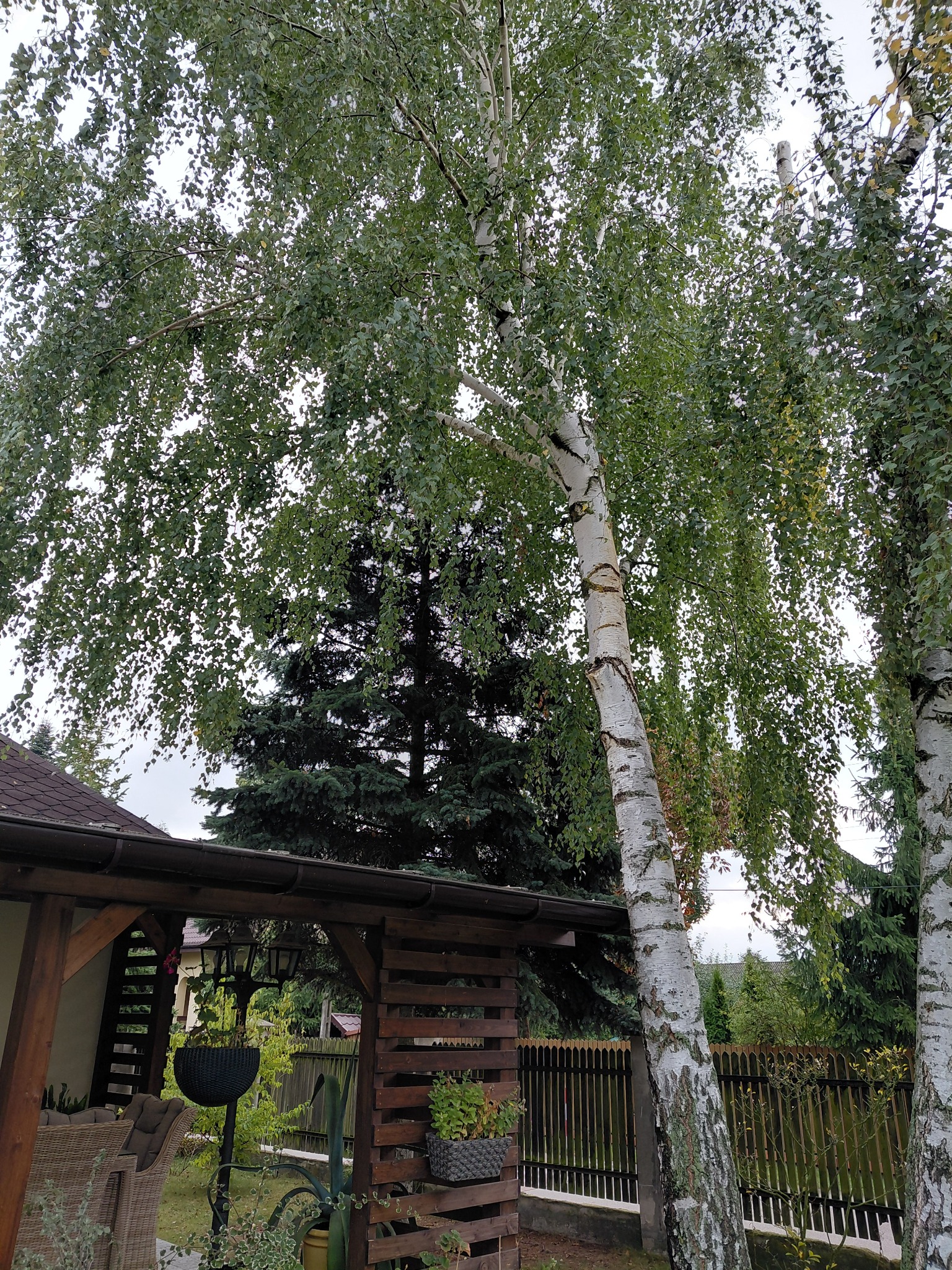 Wycinka brzozy pochylonej nad tarasem (przed)