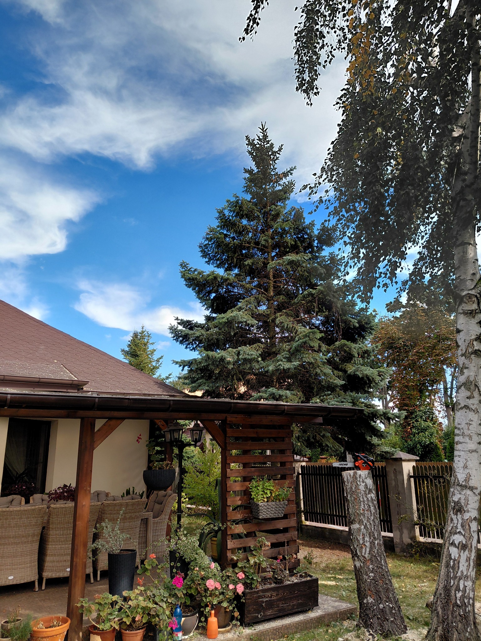 Wycinka brzozy pochylonej nad tarasem (po).