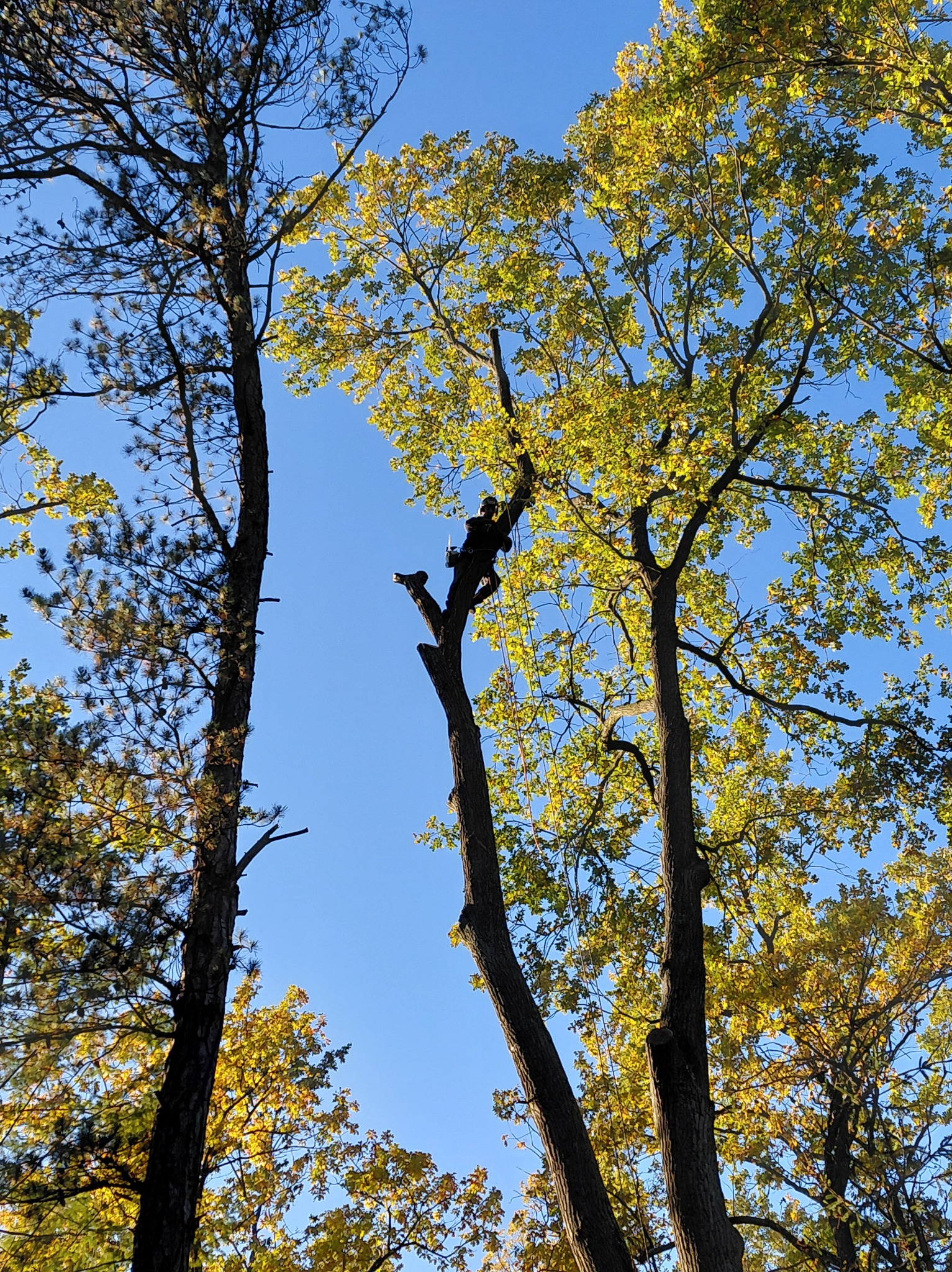 Wycinka dębu pochylonego nad liniami energetycznymi (przed).