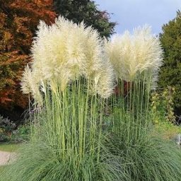 Kępa trawy pampasowej z puszystymi, kremowymi kwiatostanami na tle jesiennego ogrodu z drzewami o zróżnicowanej kolorystyce liści. Widoczny fragment ścieżki.