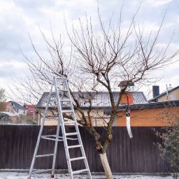 Drabina oparta o drzewo z sekatorem, przygotowane do przycinania gałęzi na tle zimowego krajobrazu z domami i brązowym ogrodzeniem.