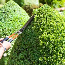 Royal Green Garden Oleksandr Vashchenko - Formowanie krzewu bukszpanu w stożek za pomocą nożyc ogrodowych. Precyzyjne cięcie, zbliżenie na dłonie i narzędzie. Krzew w słonecznym ogrodzie.