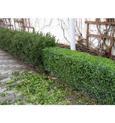 Równy żywopłot z bukszpanu po strzyżeniu, z widocznymi obciętymi gałązkami na chodniku z kostki. Biała ściana i drewniana konstrukcja w tle.