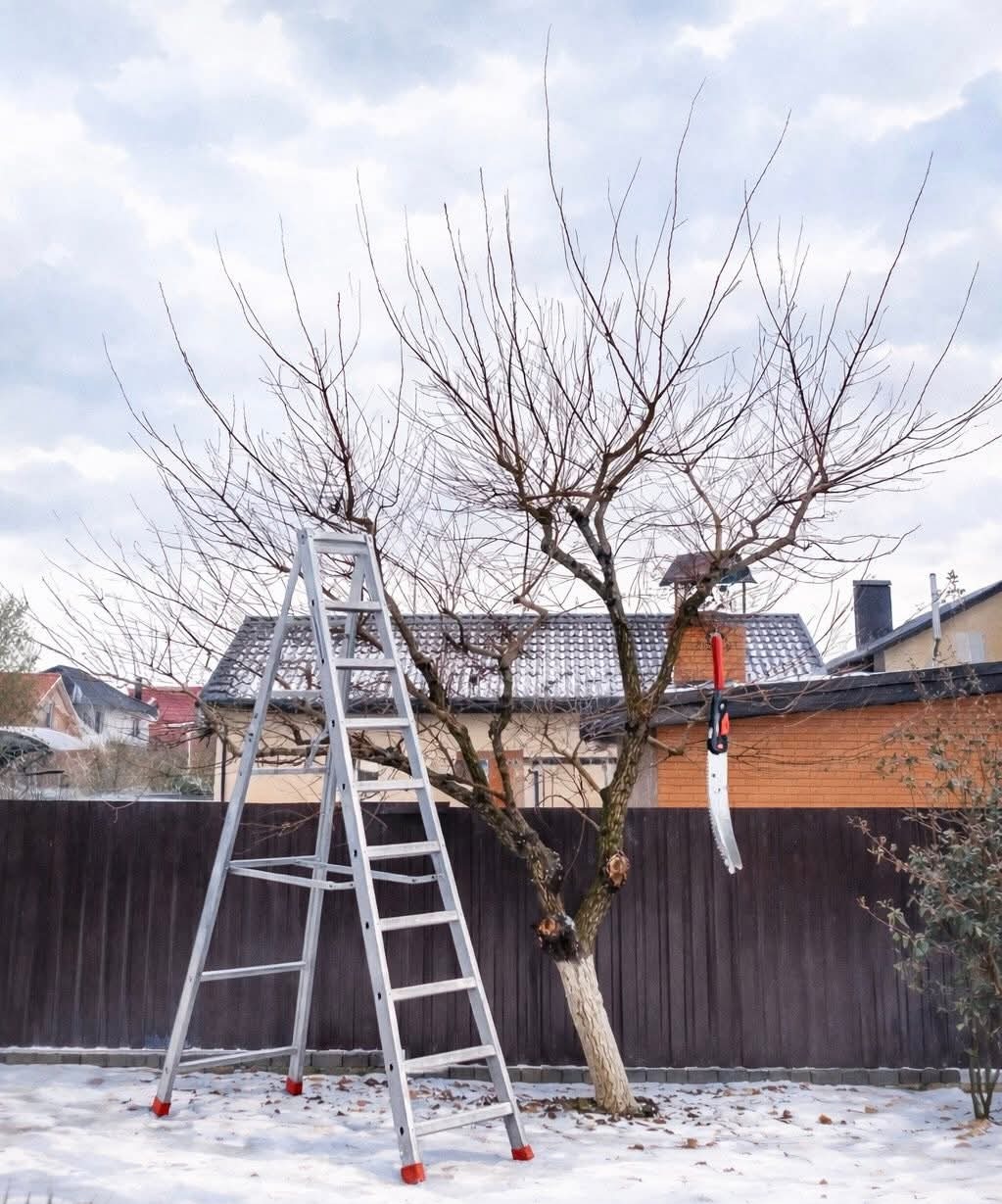 Drabina oparta o drzewo z sekatorem, przygotowane do przycinania gałęzi na tle zimowego krajobrazu z domami i brązowym ogrodzeniem.