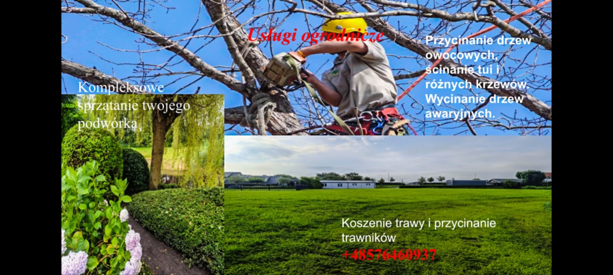Usługi ogrodnicze w Częstochowie: wycinka drzew, koszenie trawy i kompleksowe sprzątanie podwórka. Pracownik w kasku przycina gałęzie na wysokości.