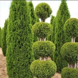 Rząd zielonych, formowanych cyprysów w ogrodzie. Cyprysy o kształtach kul i stożków, równo przycięte, tworzą dekoracyjny szpaler. Jasne tło podkreśla zieleń roślin.