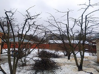 Przycięte drzewa owocowe w zimowym ogrodzie. Widoczne ślady śniegu, stos gałęzi po wycince. Szare niebo w tle. Selektywne cięcie drzew w sadzie.