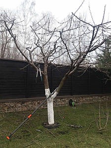 Drzewo owocowe po zimowym cięciu, pień zabezpieczony wapnem, narzędzia ogrodnicze leżą na trawie, czarny płot w tle, widoczne gałęzie bez liści.