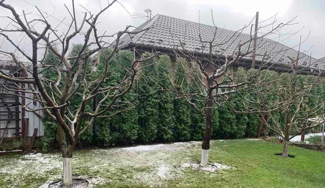 Ogród zimą: trzy drzewa z bielonymi pniami na tle żywopłotu z tui i domu z ciemnym dachem. Na trawie leży śnieg. Pochmurne niebo.