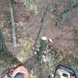 Wycinka drzew Chałupki 1