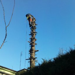 Wycinka drzew Chałupki 2