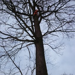 Wycinka drzew Chałupki 4