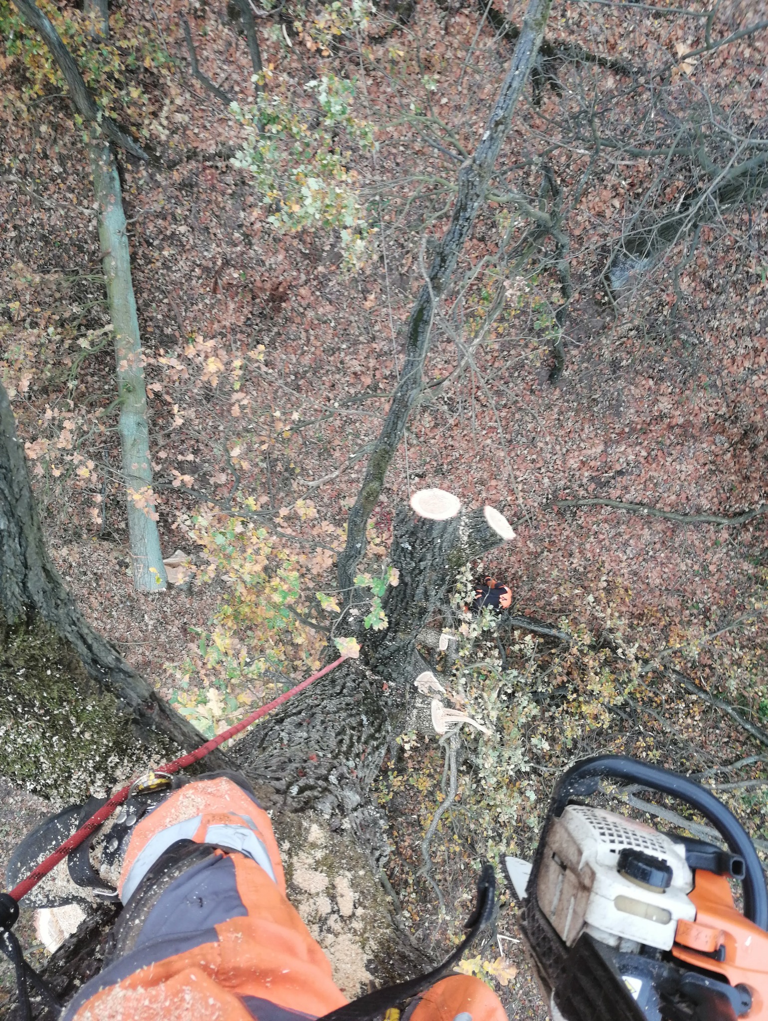 Widok z góry na drzewo po przycince, z widocznymi świeżymi cięciami i pracownikiem w uprzęży. W tle opadłe liście i gałęzie. Ujęcie z perspektywy osoby pracującej na drzewie.