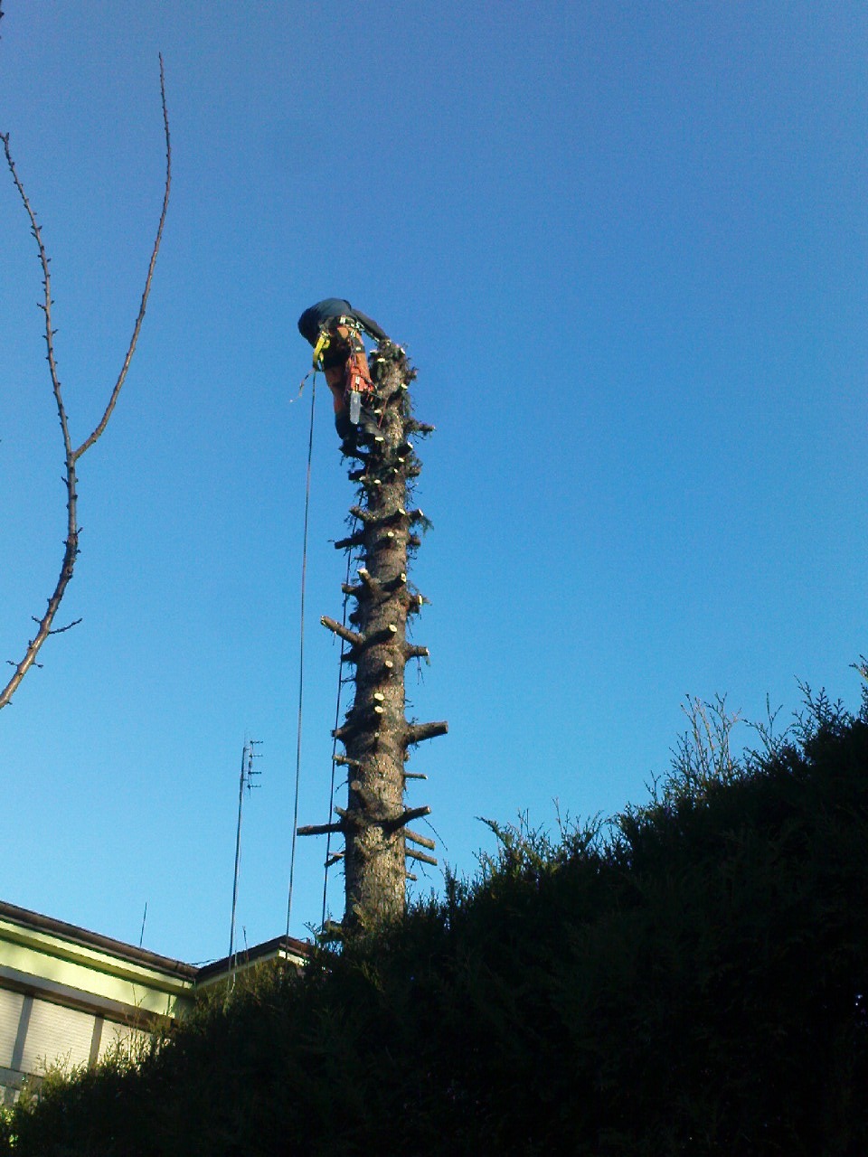 Arborysta w uprzęży, w trakcie wycinki wysokiego drzewa z pozostawionymi krótkimi gałęziami, na tle błękitnego nieba i fragmentu budynku.