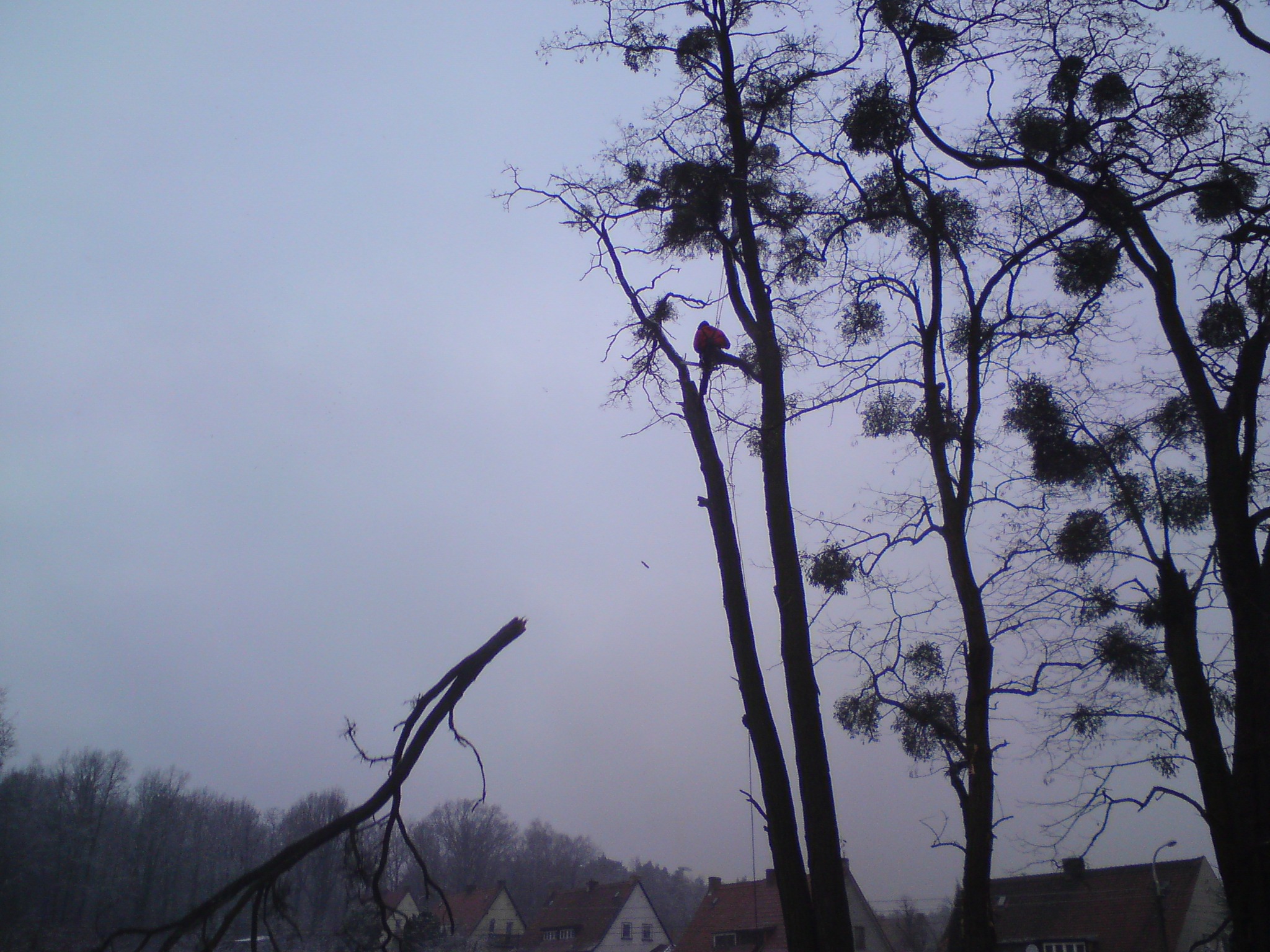 Pracownik w czerwonym kombinezonie przycina drzewo z liną zabezpieczającą. W tle widoczne domy i pochmurne niebo. Ucięta gałąź leży na pierwszym planie.