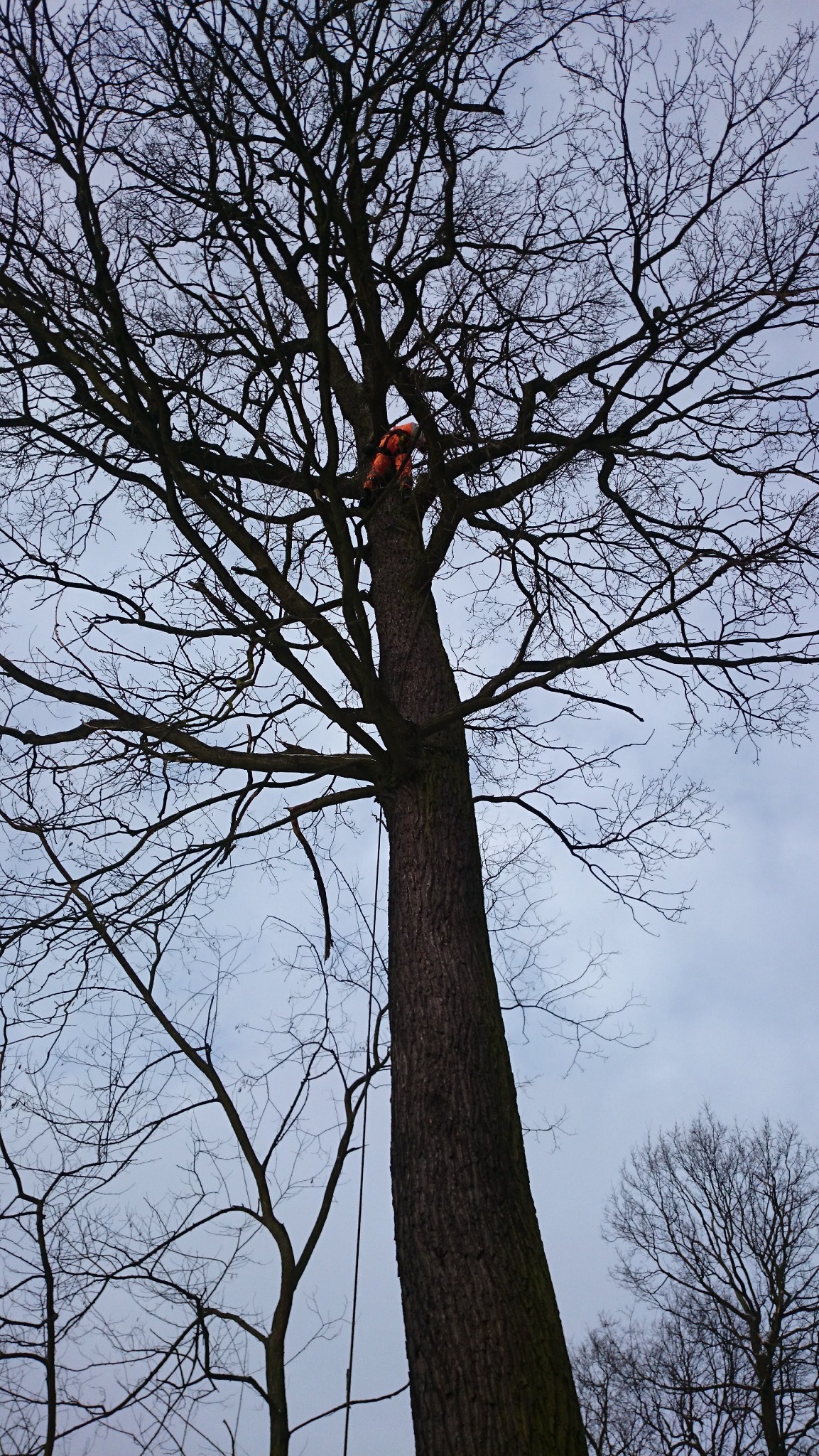Wysokie drzewo bez liści, na którym widać pracownika w pomarańczowym kombinezonie, zabezpieczonego liną. Ujęcie z dołu, pochmurne niebo w tle.