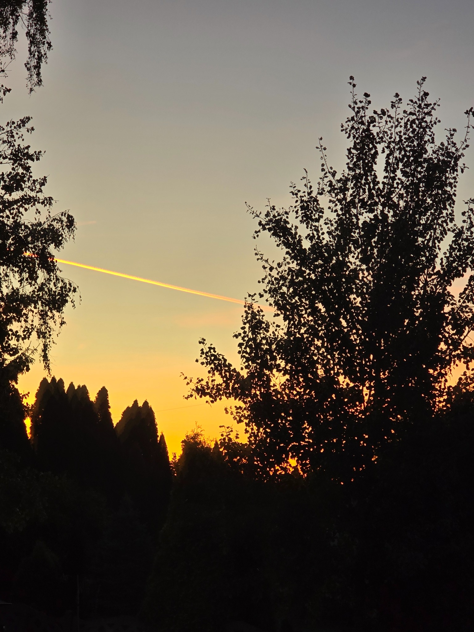 Sylwetki drzew na tle pomarańczowego nieba o zachodzie słońca z widocznym śladem kondensacyjnym samolotu. Krajobraz z perspektywy pomiarów.