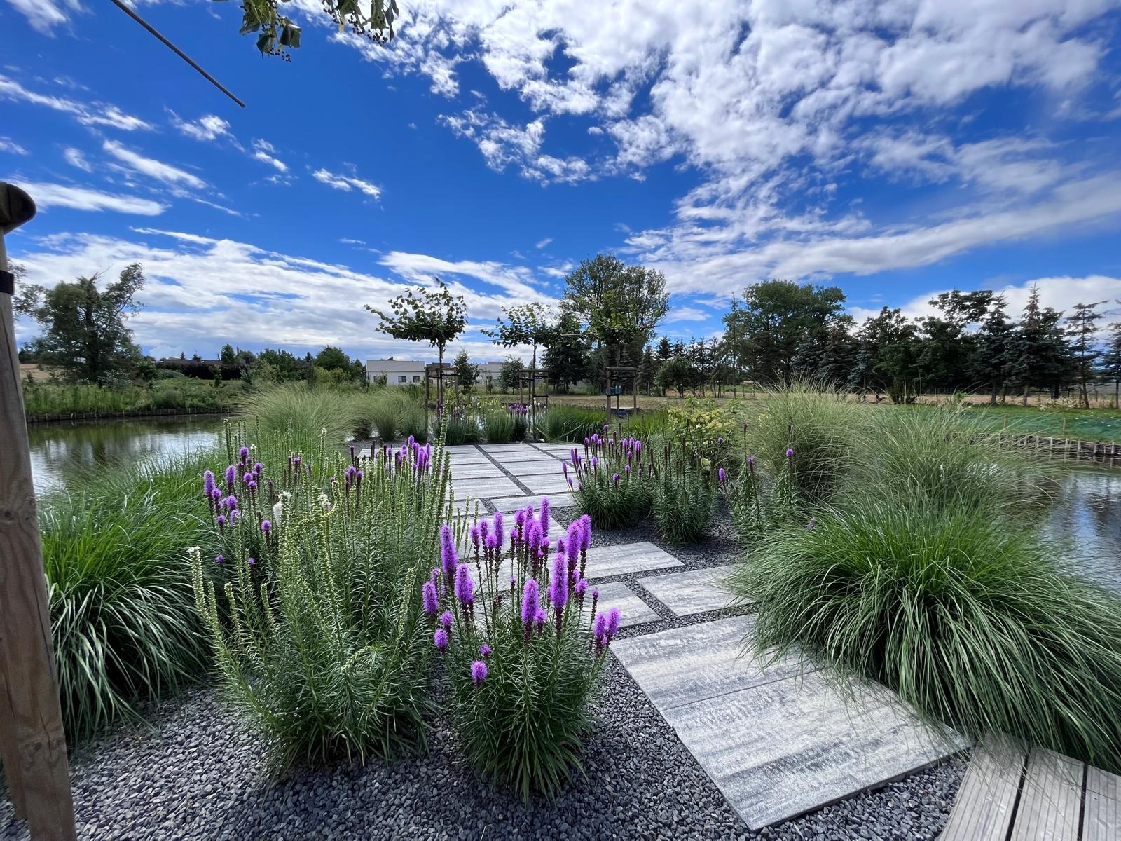 Ogród z kwitnącymi fioletowymi kwiatami, ozdobnymi trawami i ścieżką z płyt na żwirowym podłożu, w tle drzewa i staw, błękitne niebo z chmurami.