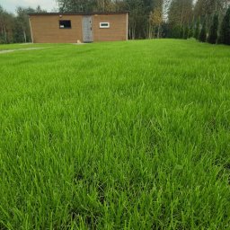 Usługi ogrodnicze - Zakładanie trawników Wieluń