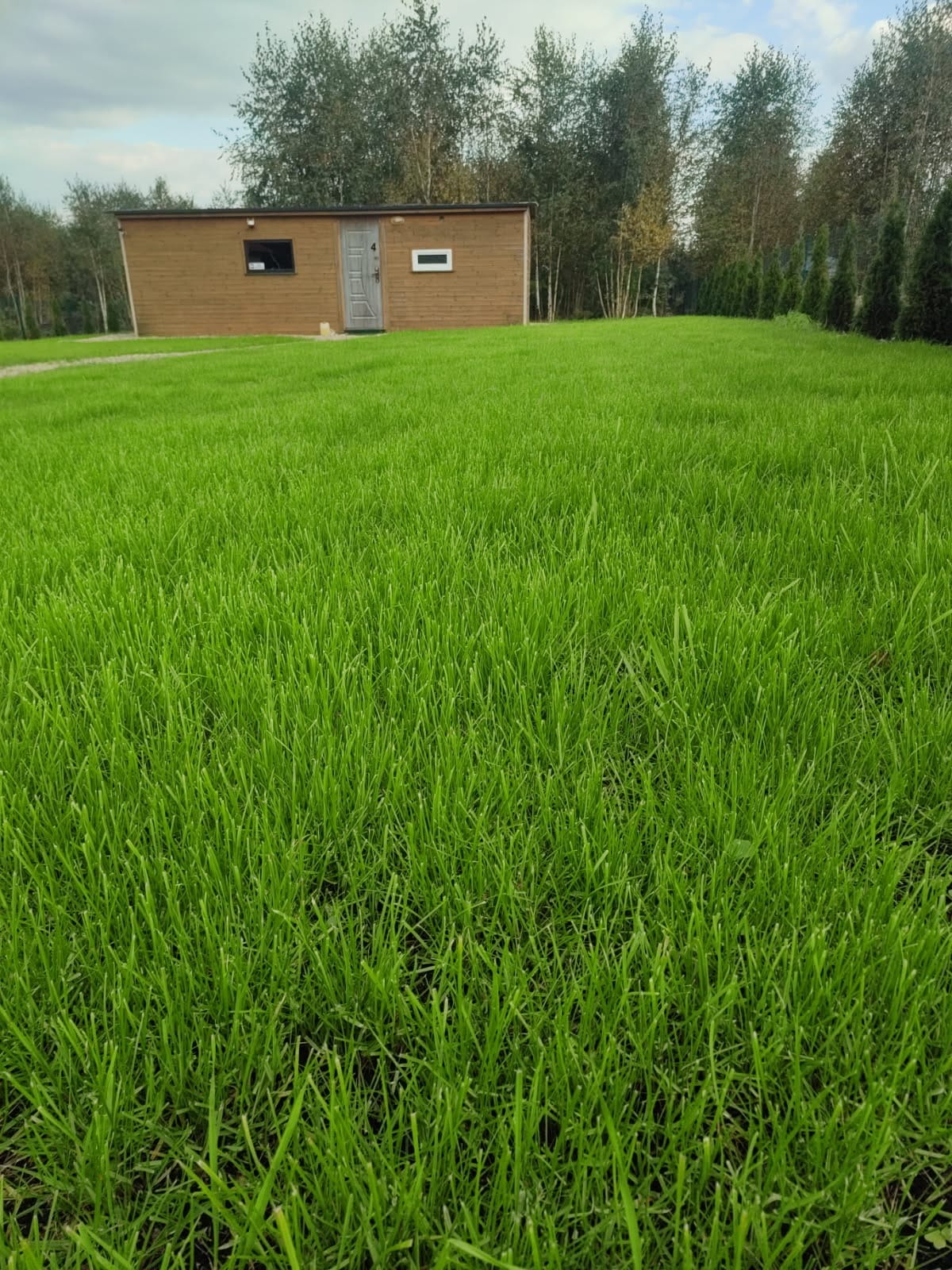 Soczysta, gęsta trawa na posesji w Białej Drugiej, z drewnianym budynkiem w tle. Widok z poziomu gruntu, podkreślający intensywną zieleń trawnika.