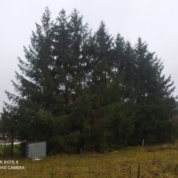 Mateusz gl&oacute;w - Sadzenie drzew i krzew&oacute;w Bartoszyce