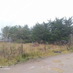 Wycinka drzew Górowo Iławeckie 2