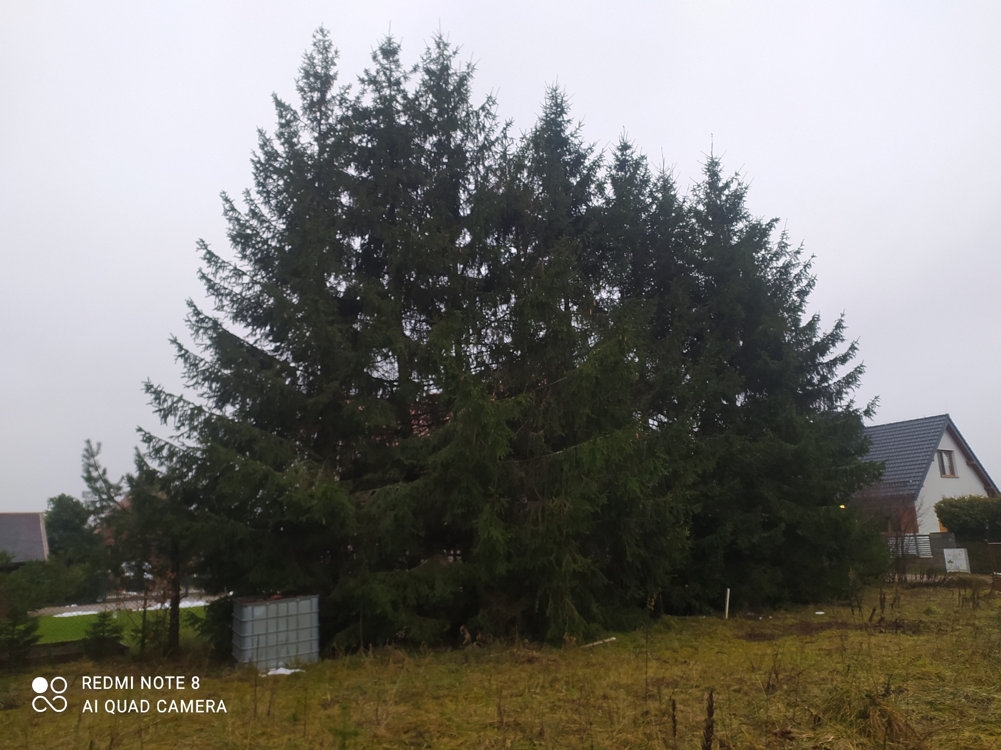 Grupa wysokich, gęstych świerków w Górowo Iławeckie, z widocznym zbiornikiem na wodę u podstawy i domem w tle, sfotografowana w pochmurny dzień.