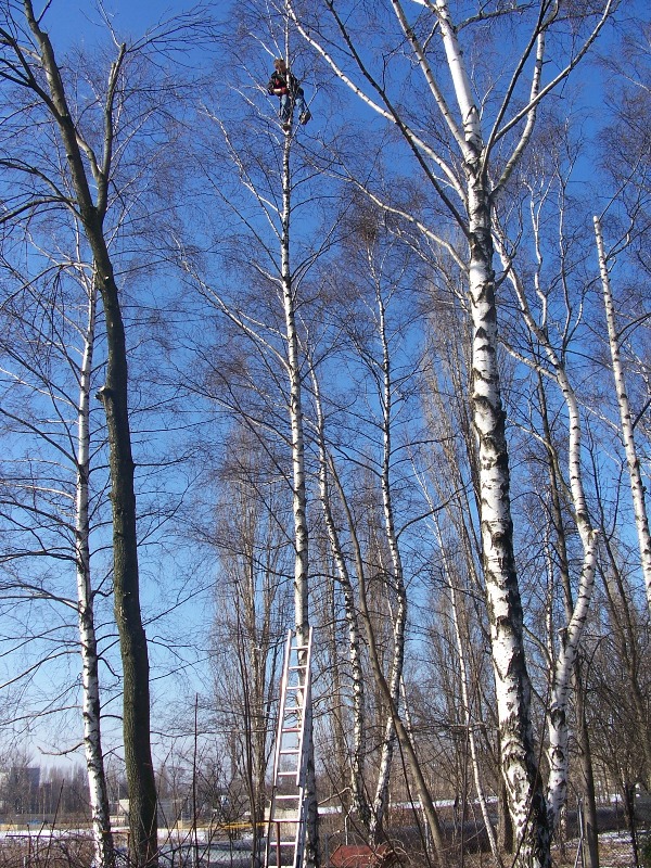 Pracownik na wysokości w koronie drzewa, zabezpieczony uprzężą, podczas cięcia gałęzi. Drabina oparta o pień, błękitne niebo w tle.