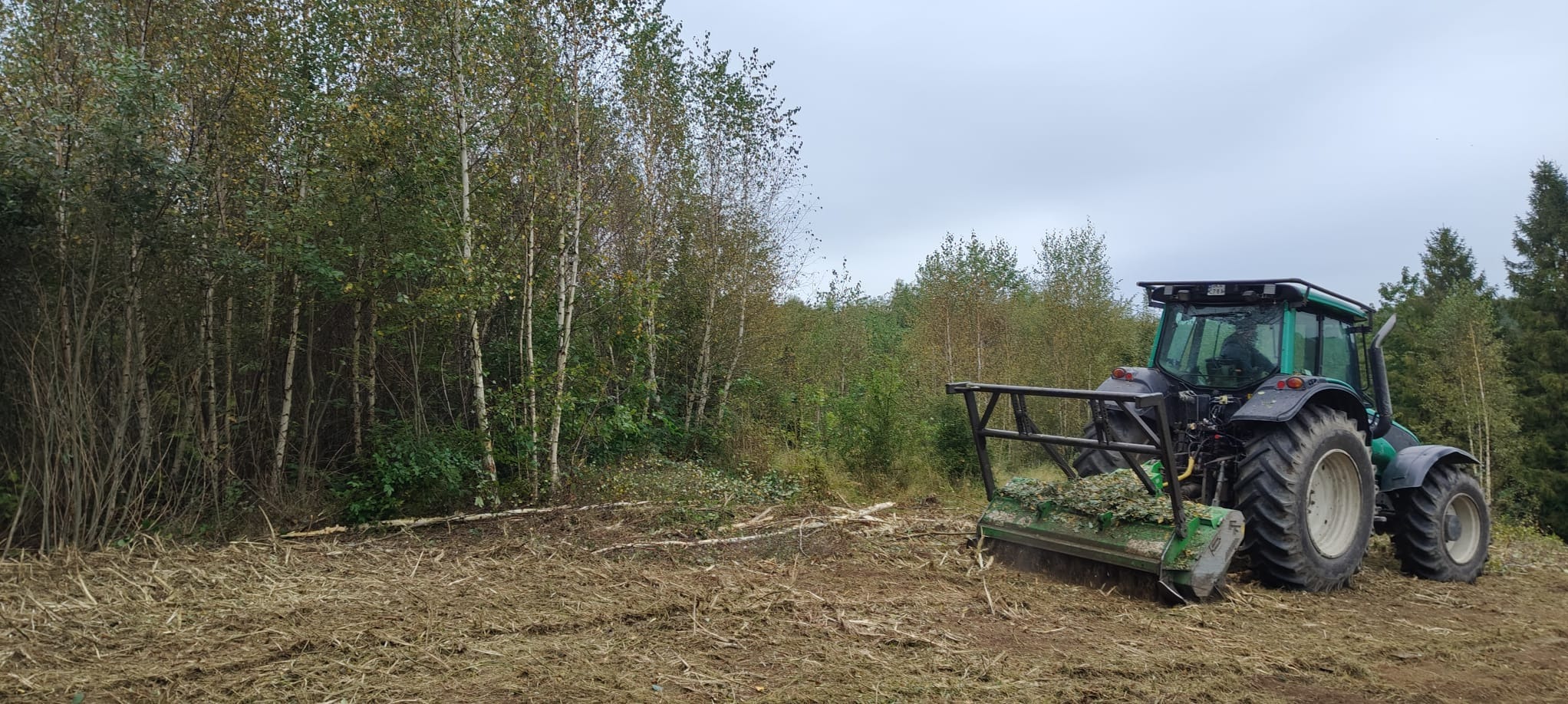 Mulczowanie terenu traktorem z frezem leśnym. Widoczne drzewa i krzewy w tle. Świeżo zmielona ściółka na pierwszym planie. Pochmurne niebo.