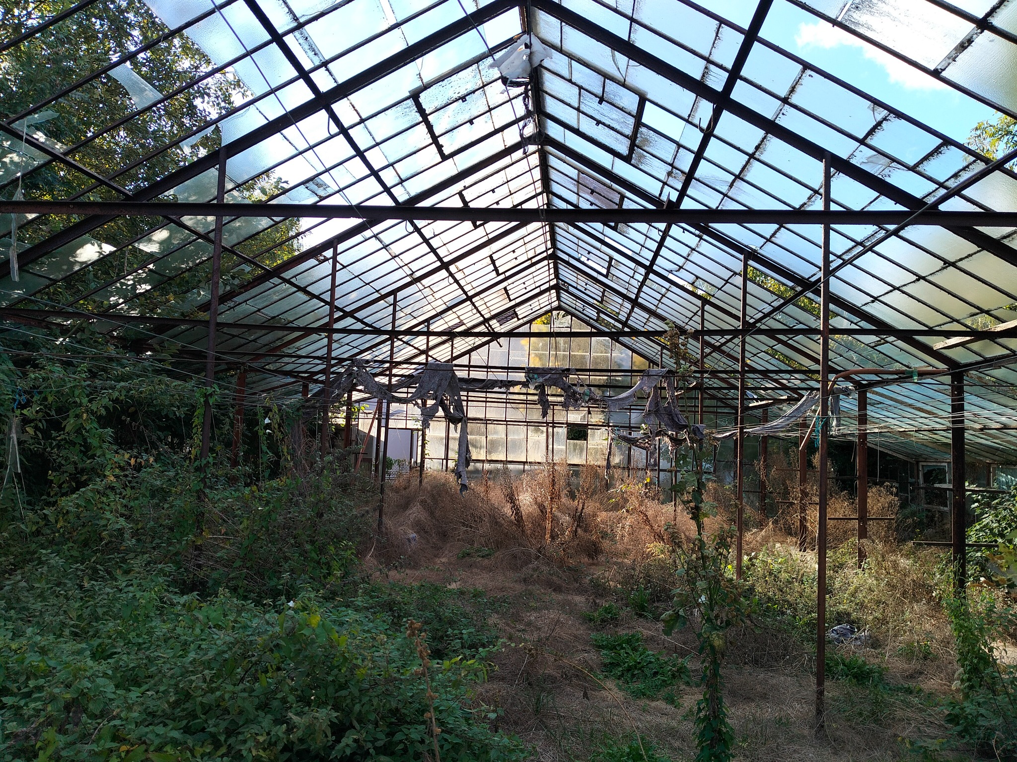 Zrujnowana szklarnia z powybijanymi szybami i zarośniętym wnętrzem. Metalowa konstrukcja z resztkami szkła na tle nieba i drzew.