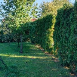 Wycinka drzew Wrocław 2