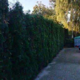 Wycinka drzew Wrocław 3