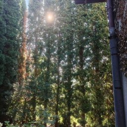 Wycinka drzew Wrocław 4